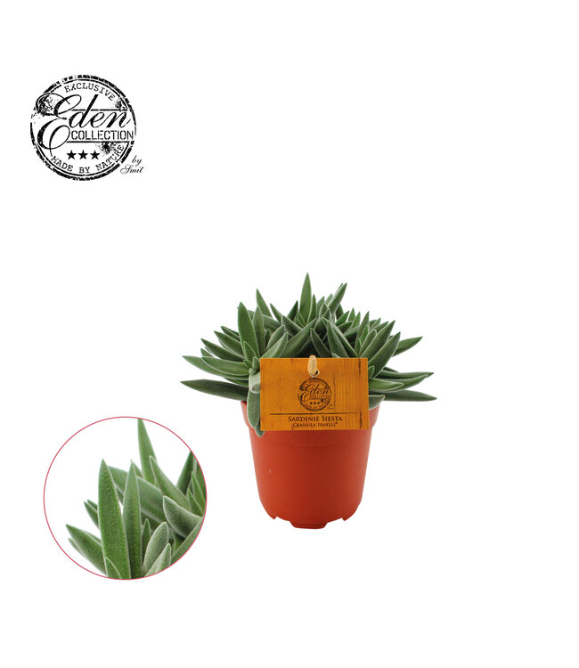 Crassula Tenelli 10.5cm | Per 6 pieces