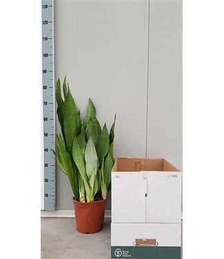 ME Sanseveria Moonshine | Pot size 21 | Each