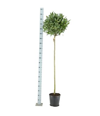 ME Laurus nobilis | Pot size 25 Sphere on stem | each