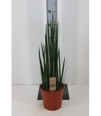 ME Sansevieria Bacularis | Pot size 19 | Each