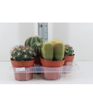 ME Cactus Bulb Cactus Mixed | Pot size 15 | Per 4 pieces