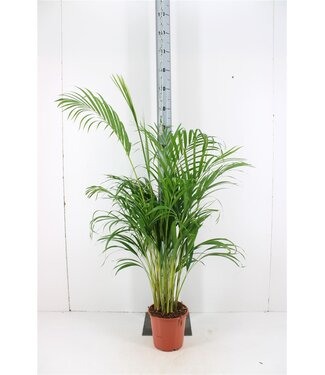 ME Dypsis Lutescens | Topfgröße 21 | Einzeln