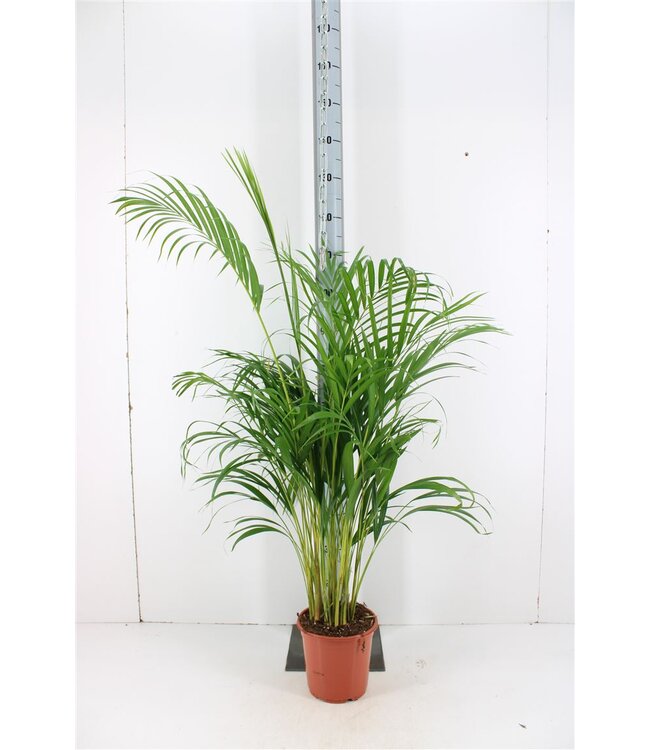 Dypsis Lutescens | Topfgröße 21 | Einzeln