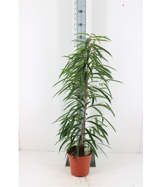 ME Ficus Binnendijkii Alii | Topfgröße 21 | Pro Stück