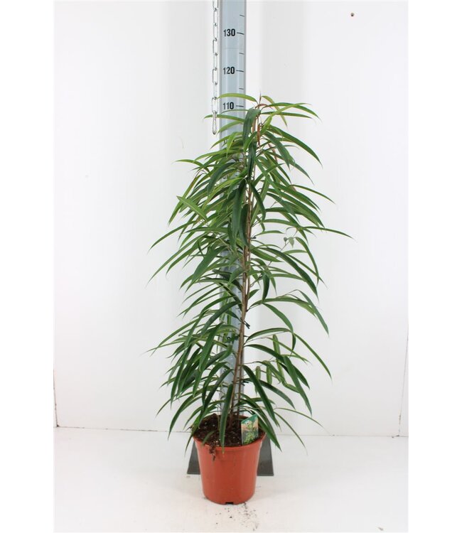 Ficus Binnendijkii Alii | Topfgröße 21 | Pro Stück