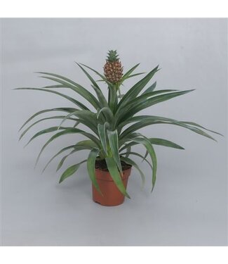 ME Ananas Mi Amigo 12 cm pot | Per 6 stuks