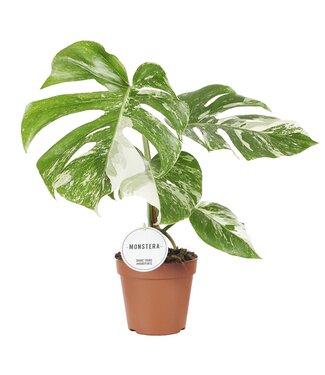 ME Monstera Deliciosa Variegata | Per 4 pieces