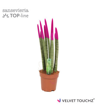 ME Sansevieria VELVET TOUCHZ® Fuchsia | Per 8 stuks