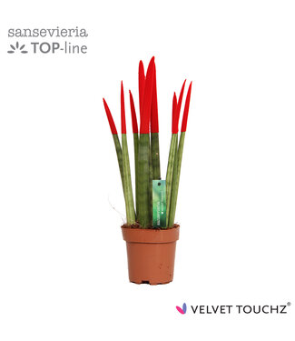 ME Sansevieria VELVET TOUCHZ® Rood | Per 8 stuks