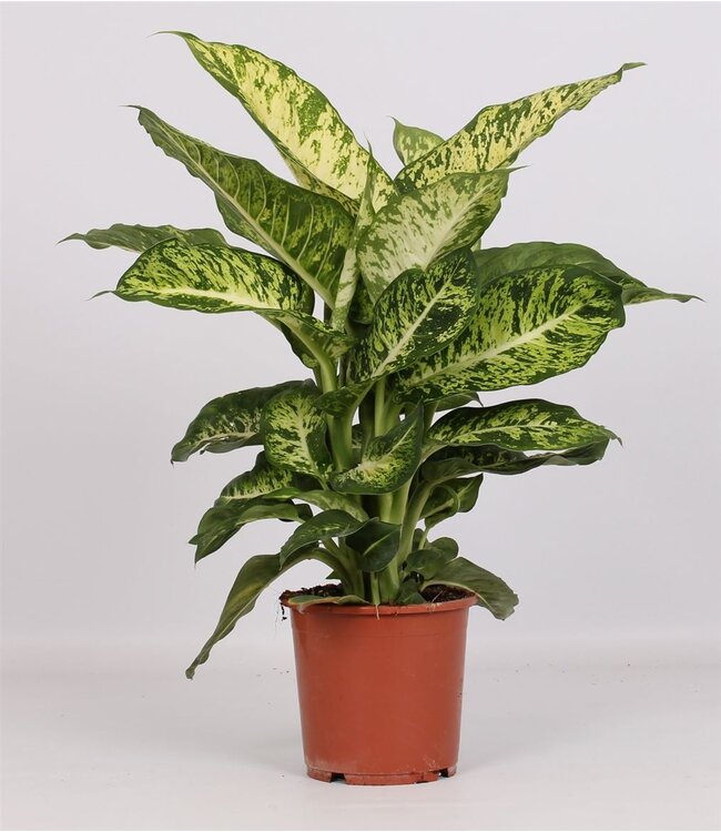 Kamerplant Dieffenbachia 'Mars' | Hoogte 60 centimeter | Per 6 stuks te bestellen