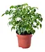 Houseplant Radermachera Sinica | Height 60 cm | 8 pieces