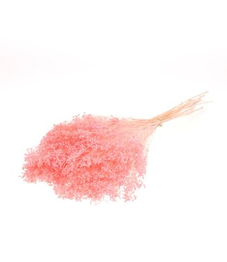 LDD Broom bloom bunch preserved bleached pink | Per 60 stuks