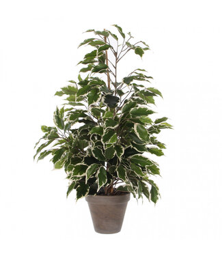 4A Groenwitte kunstplant pot Ficus exotica | Min. diameter 13 centimeter max. diameter 60 centimeter | Hoogte 65 centimeter | Per 6 stuks