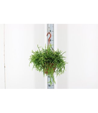 ME Rhipsalis Pulchra Hang | Pot size 14 | Each