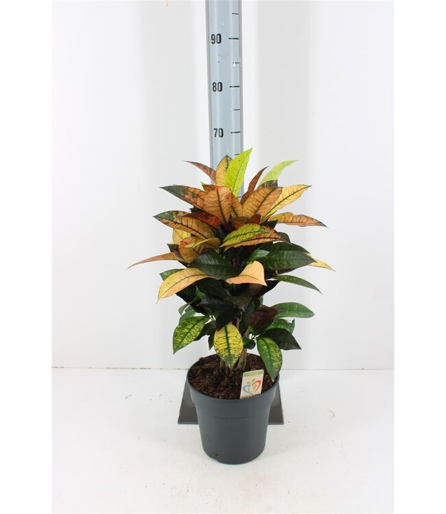 Codiaeum Kl Mrs Iceton | Pot size 21 | Each