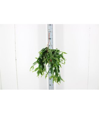 ME Rhipsalis Crispata Hang | Pot size 14 | Per piece