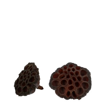 4A Naturelle bruine gedroogde Lotus peulen droogdeco | Diameter 8 – 10 centimeter | Per 50 stuks