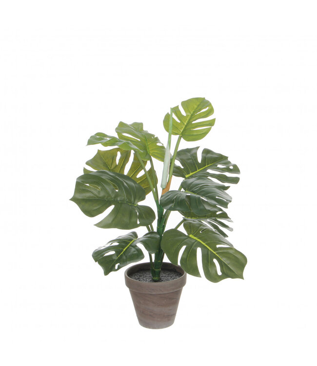 Plante artificielle Monstera verte en pot | Diamètre min. 13 centimètres Diamètre max. 39 centimètres | Hauteur 48 centimètres | Commande par 4 pièces