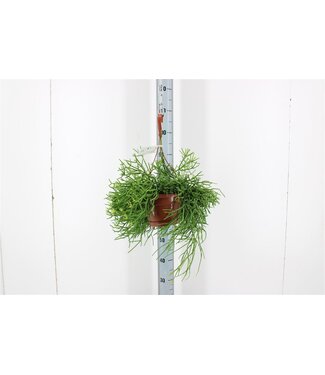 ME Rhipsalis Heteroclada Hang | Pot size 17 | Per piece