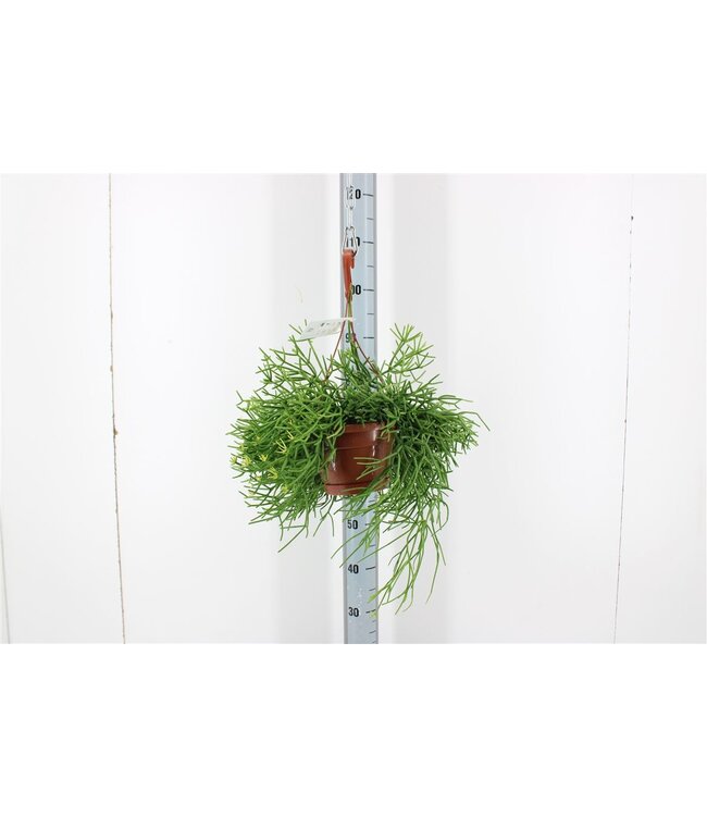 Rhipsalis Heteroclada Hang | Pot size 17 | Per piece