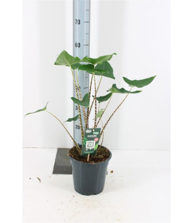 Alocasia Siberian Tiger houseplant | Height 60 centimetres | Pot size 19 | Order by piece