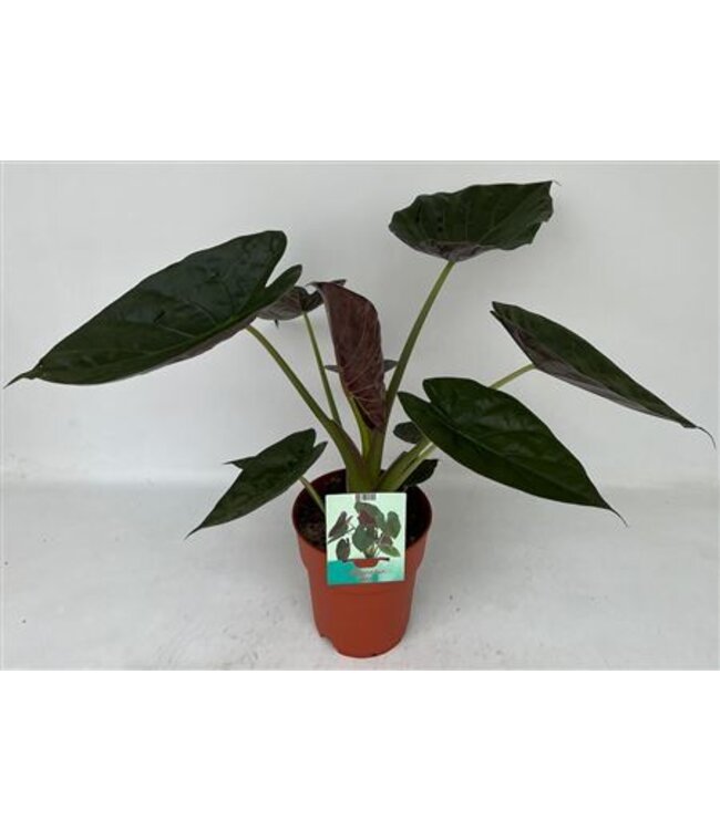 Alocasia Wentii | each