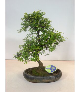 ME Zelkova parvifolia, 29cm, Form, ohne Tropfschale | Pro 2 Stück