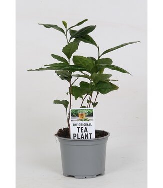 ME Camellia Sinensis (tea plant) (not MPS A) | Per 10 pieces