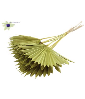 QC Yellow dried palm leaf | Sun Spear dried flowers | Per 50 pieces