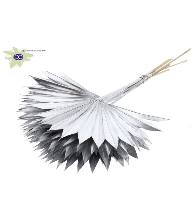 Silver dried palm leaf | Sun Spear dried flowers | Order per 50 palm leaves