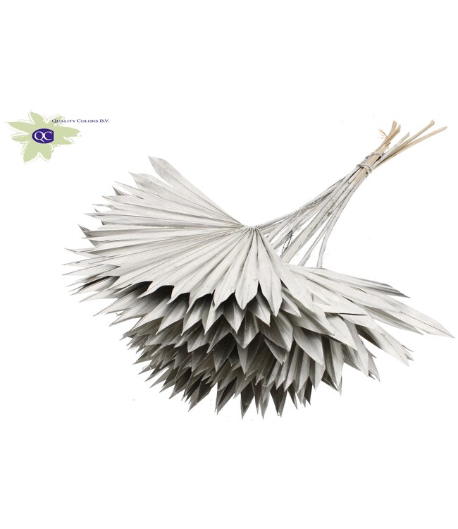 Platinum-coloured dried palm leaf | Sun Spear dried flowers | Order per 50 palm leaves