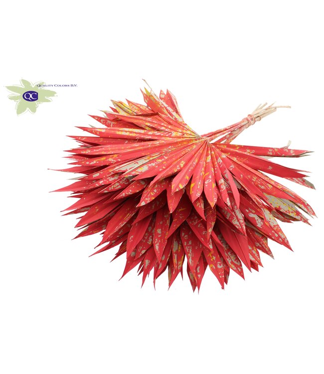 Rood met gemengde kleuren gedroogd palmblad | Sun Spear droogbloemen | Per 50 palmbladeren te bestellen