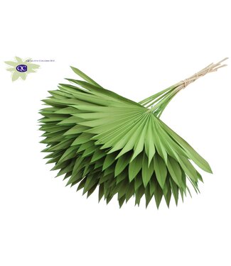 QC Light green dried palm leaf | Sun Spear dried flowers | Per 50 pieces