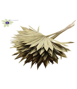 QC Golden dried palm leaf | Sun Spear dried flowers | Per 50 pieces