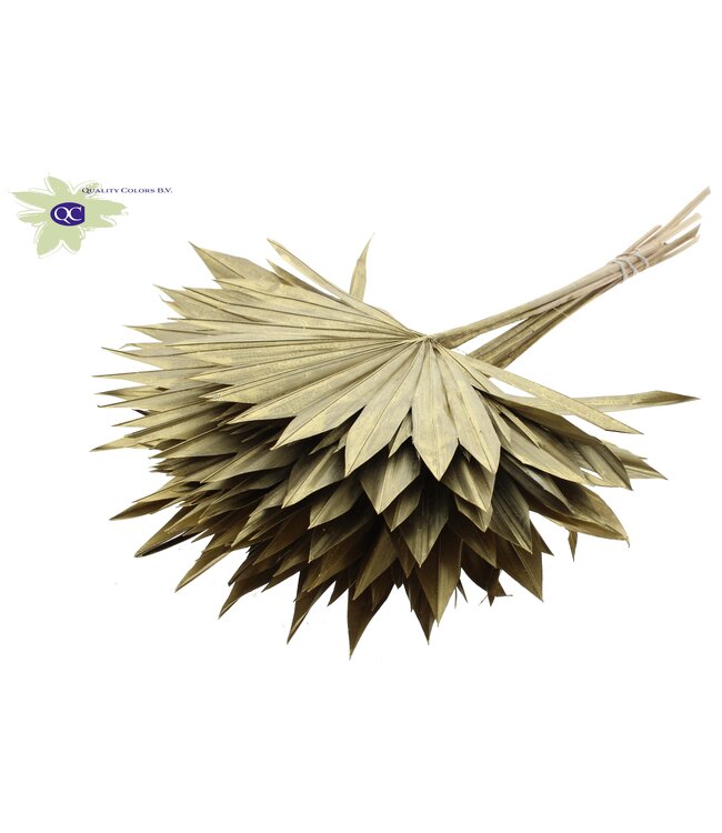 Golden dried palm leaf | Sun Spear dried flowers | Order per 50 palm leaves