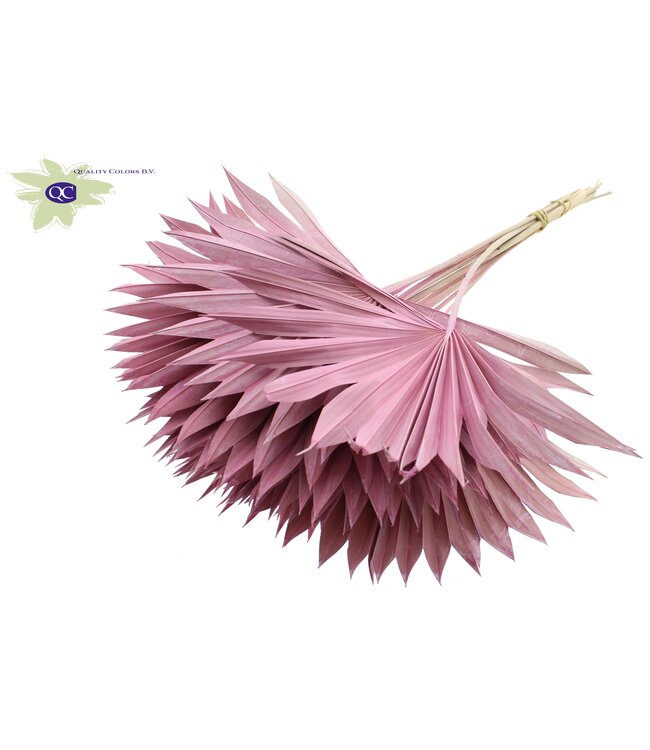 Matt pink dried palm leaf | Sun Spear dried flowers | Order per 50 palm leaves