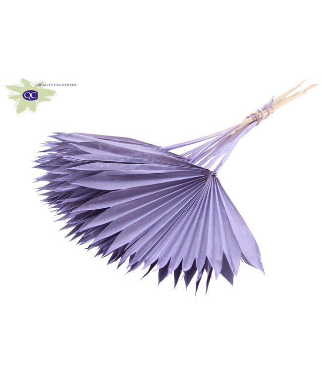 Matt milky coloured dried palm leaf | Sun Spear dried flowers | Order per 50 palm leaves