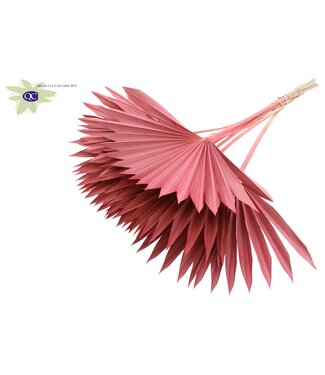 QC Coral-coloured dried palm leaf | Sun Spear dried flowers | Per 50 pieces