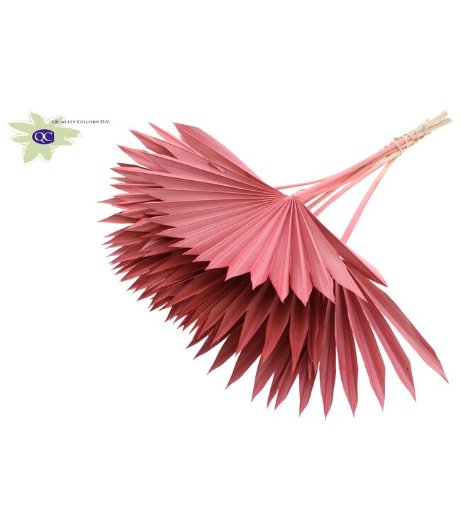 Coral-coloured dried palm leaf | Sun Spear dried flowers | Order per 50 palm leaves