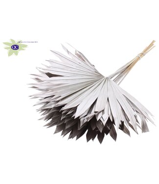 QC Champagne-coloured dried palm leaf | Sun Spear dried flowers | Per 50 pieces