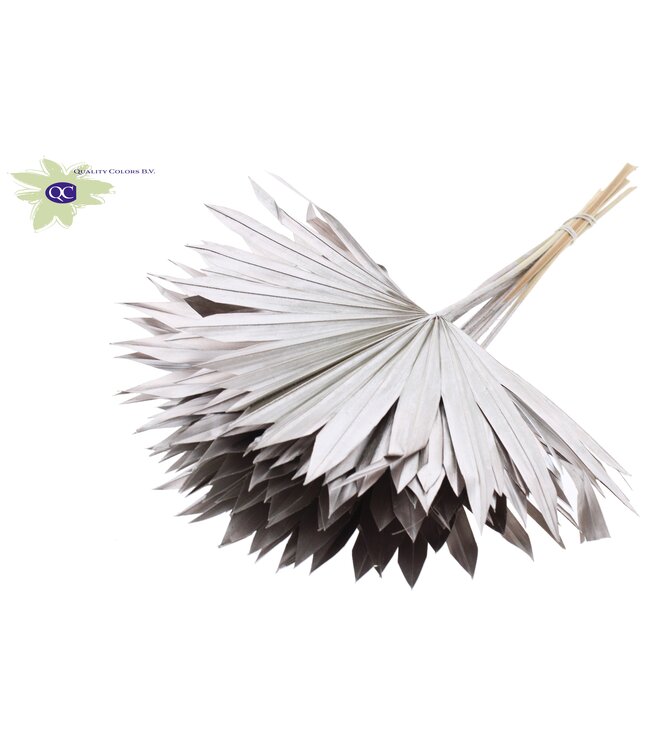 Champagne-coloured dried palm leaf | Sun Spear dried flowers | Order per 50 palm leaves