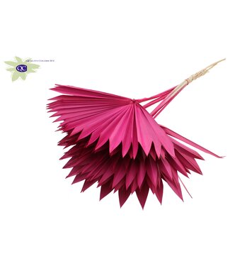 QC Christmas coloured dried palm leaf | Sun Spear dried flowers | Per 50 pieces