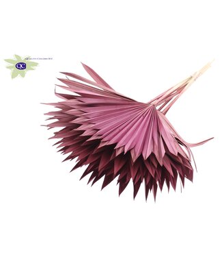 QC Burgundy dried palm leaf | Sun Spear dried flowers | Per 50 pieces