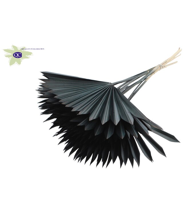 Black dried palm leaf | Sun Spear dried flowers | Order per 50 palm leaves