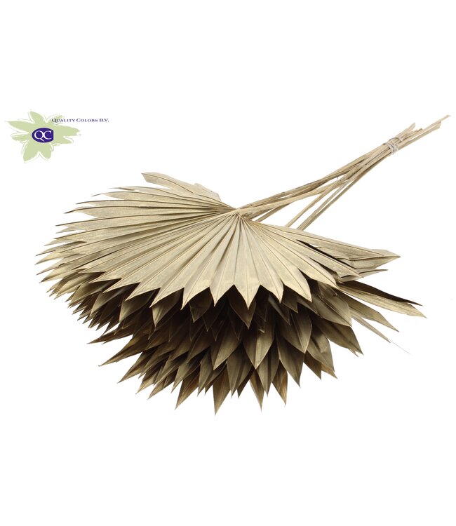 Antique gold-coloured dried palm leaf | Sun Spear dried flowers | Order per 50 palm leaves