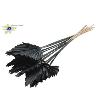 QC Palm Spear per stem Black | Per 50 stuks