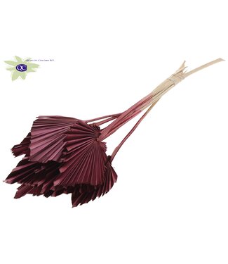 QC Palm Spear per stem Burgundy | Per 50 stuks