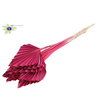 QC Palm Spear per stem Cerise | Per 50 stuks