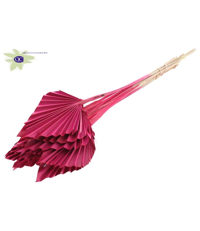 Palm Spear per stem Cerise ( x 50 )