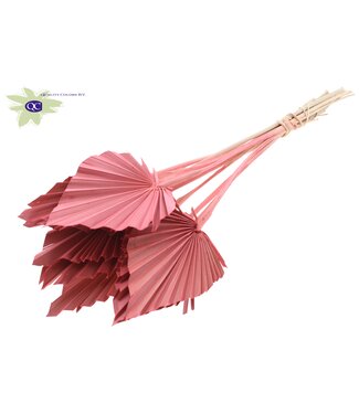 QC Palm Spear per stem Coral | Per 50 stuks